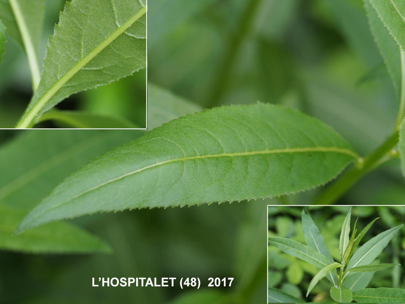 Ragwort, of Fuchs leaf